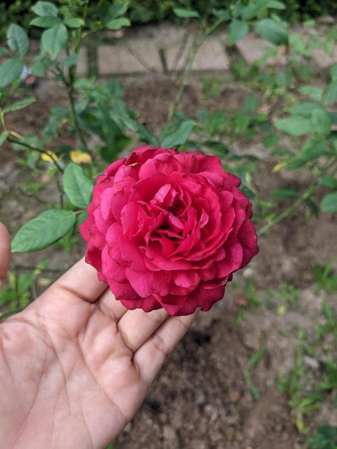 Kim'S Garden Villa Chi Khu Co Ong Dış mekan fotoğraf
